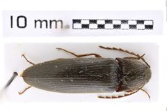 Foto (Dorsalansicht) von Melanotus matsumurai (Schenkling, 1927) (NHMW-ZOO-COL-0007458)